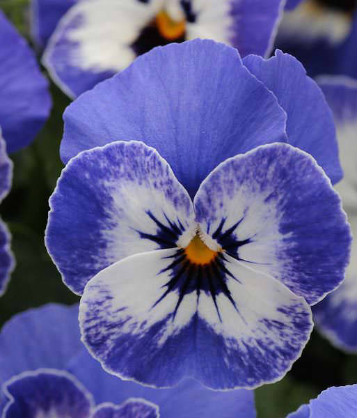Sorbet Delft Blue viola Viola Sorbet Delft Blue flowers