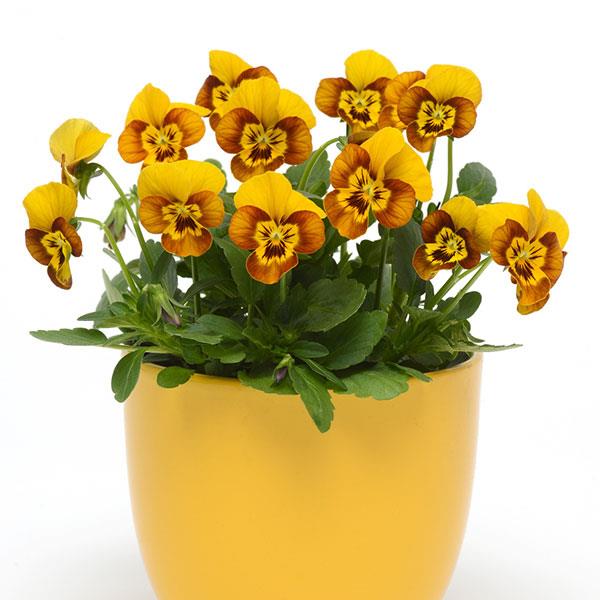 Sorbet Honeybee viola Viola Sorbet Honeybee flower seeds