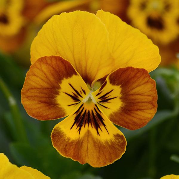 Sorbet Honeybee viola seeds