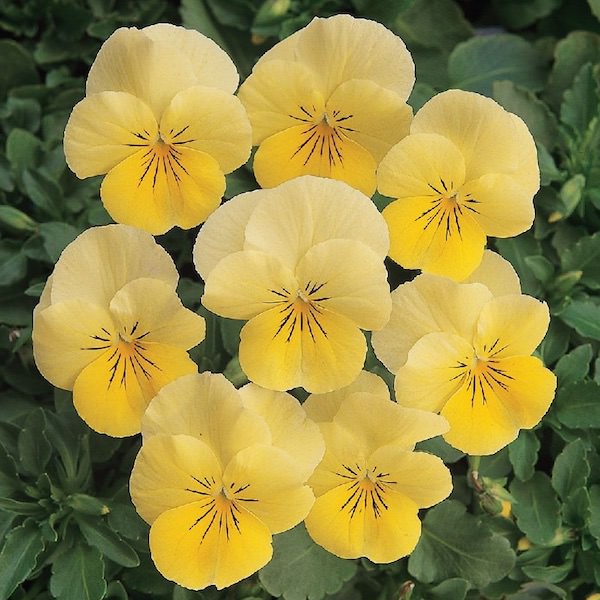 Sorbet Lemon Chiffon viola Viola Sorbet Lemon Chiffon