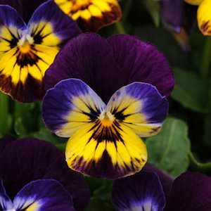 Viola Sorbet Midnight Glow flowers