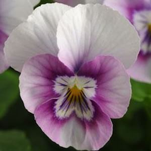 Viola Sorbet Pink Halo flowers