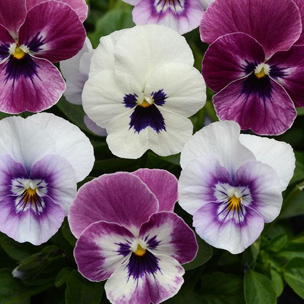 Sorbet Raspberry Sundae Mix viola Viola Sorbet Raspberry Sundae Mix flowers