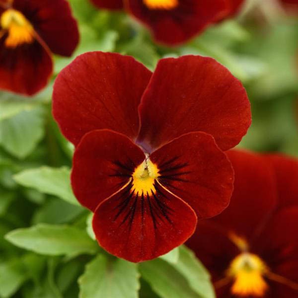 Viola Sorbet Red