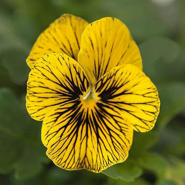 Viola Sorbet Tiger Eye Seeds