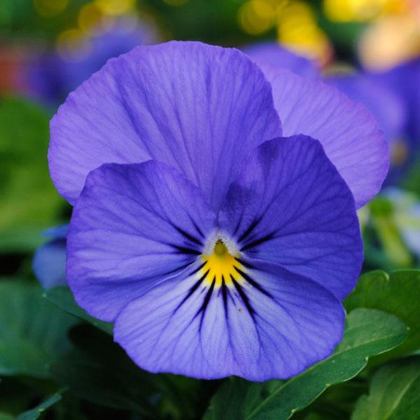 Sorbet True Blue viola seeds