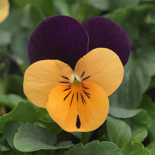 Viola Sorbet Xp Orange Jump Up