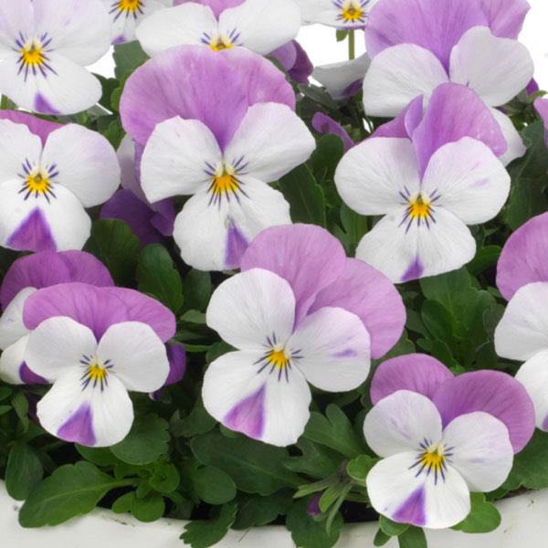 Sorbet Pink Wing viola seeds