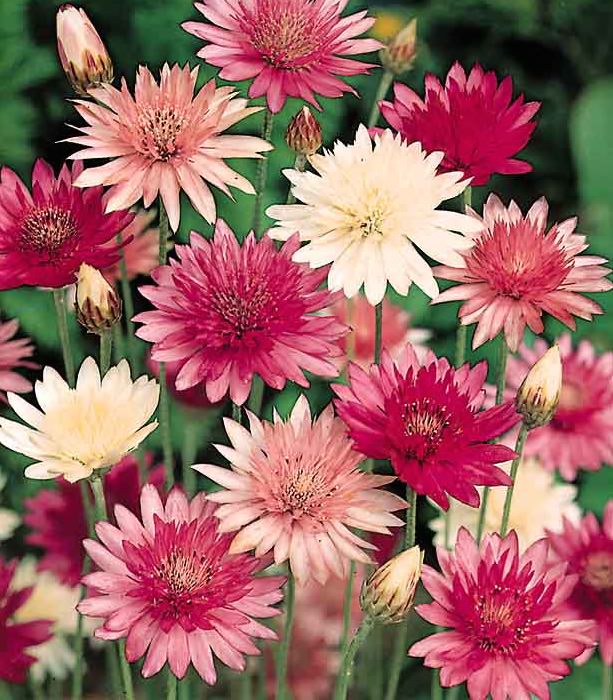 Double Mixture Xeranthemum seeds