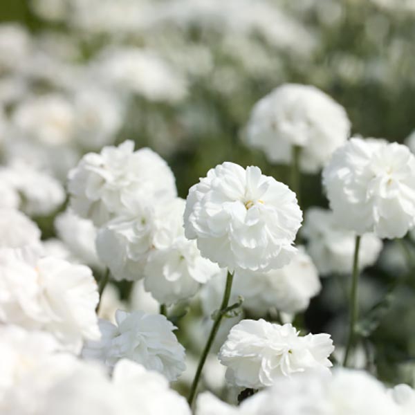 Yarrow Marshmallow Yarrow Marshmallow