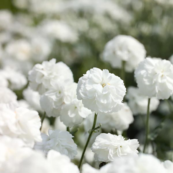 Yarrow Marshmallow