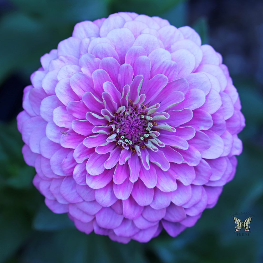 Art Deco zinnia flower