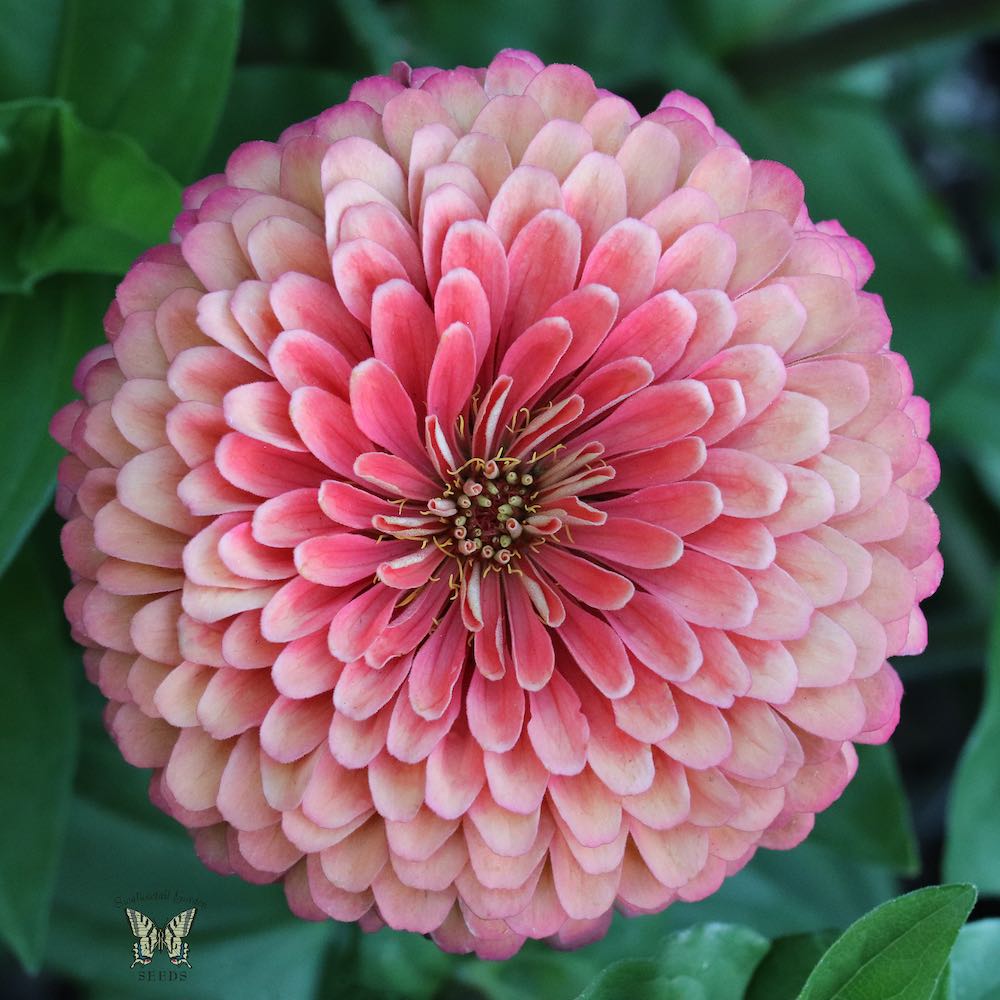 Art Deco zinnia pink flower