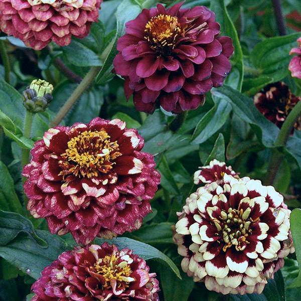 Aztec Burgundy Bicolour zinnia seeds