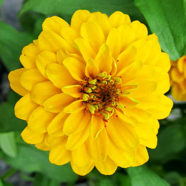 Aztec Gold zinnia Aztec Gold zinnia seeds