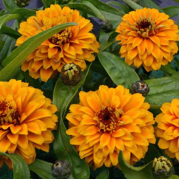 Aztec Orange zinnia Aztec Orange zinnia seeds