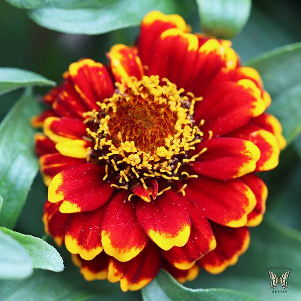 Aztec Red Bicolour zinnia Aztec Red Bicolour zinnia flower with more red