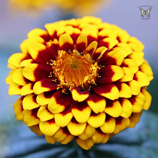 Aztec Red Bicolour zinnia Aztec Red Bicolour zinnia flower