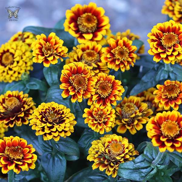 Aztec Red Bicolour zinnia Aztec Red Bicolour zinnia seeds