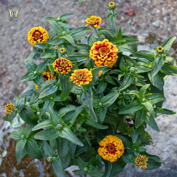 Aztec Red Bicolour zinnia Aztec Red Bicolour zinnia plant