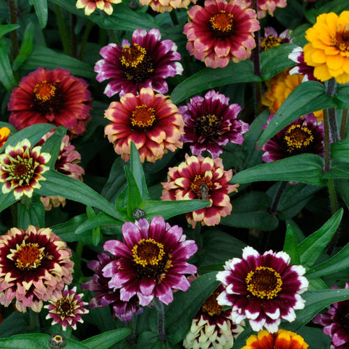 Aztec Sunset zinnia seeds