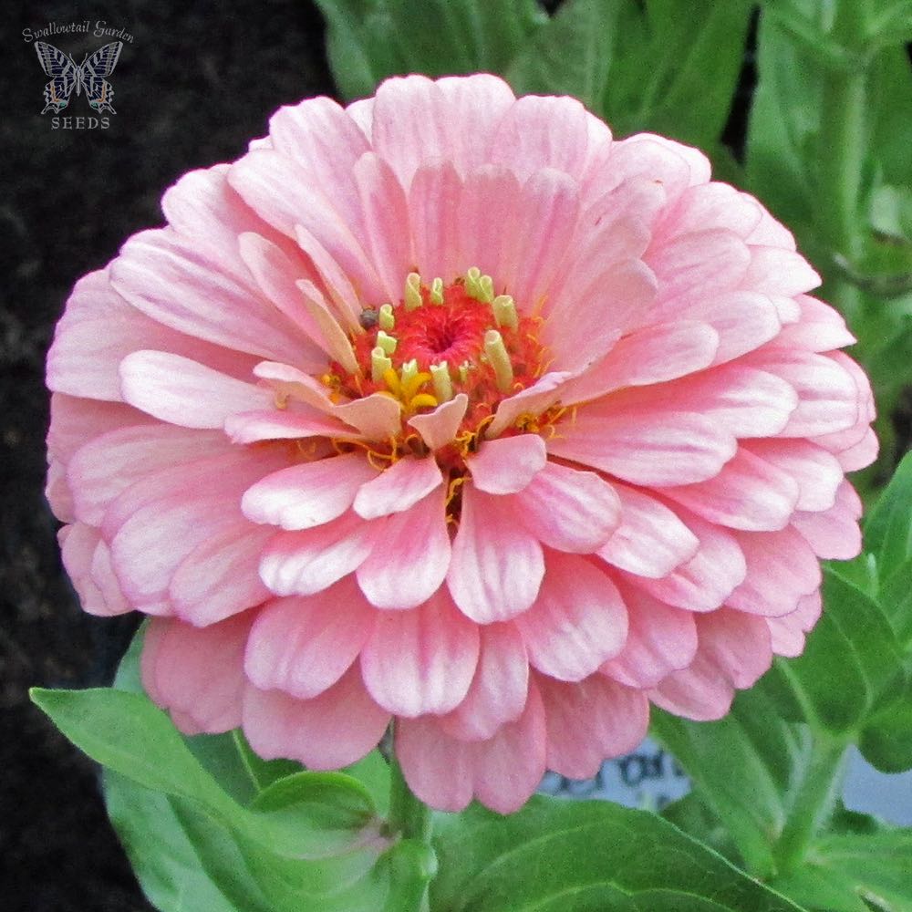 Benary's Giant Bright Pink zinnia seeds