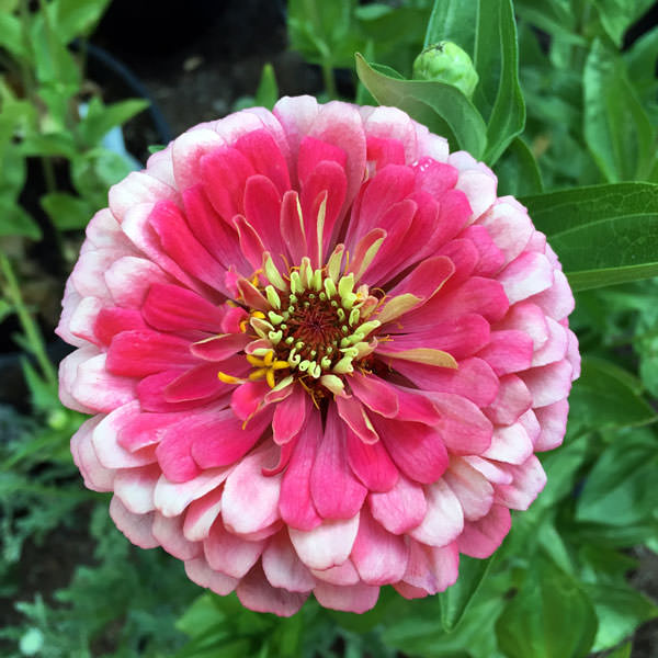 Benary's Giant Carmine Rose zinnia