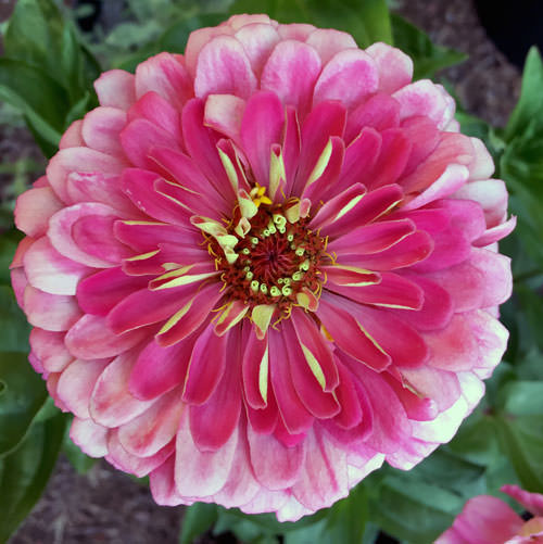 Benary's Giant Carmine Rose zinnia seeds