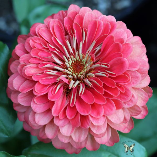 Benary's Giant Coral zinnia seeds