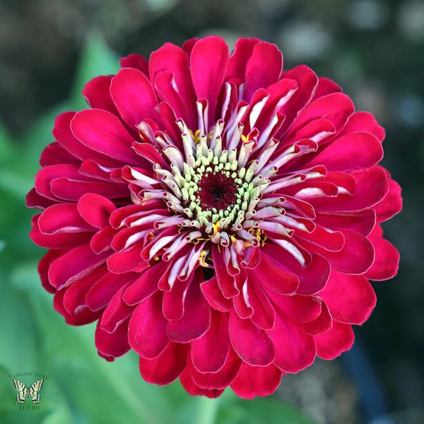 Benary's Giant Deep Red zinnia seeds