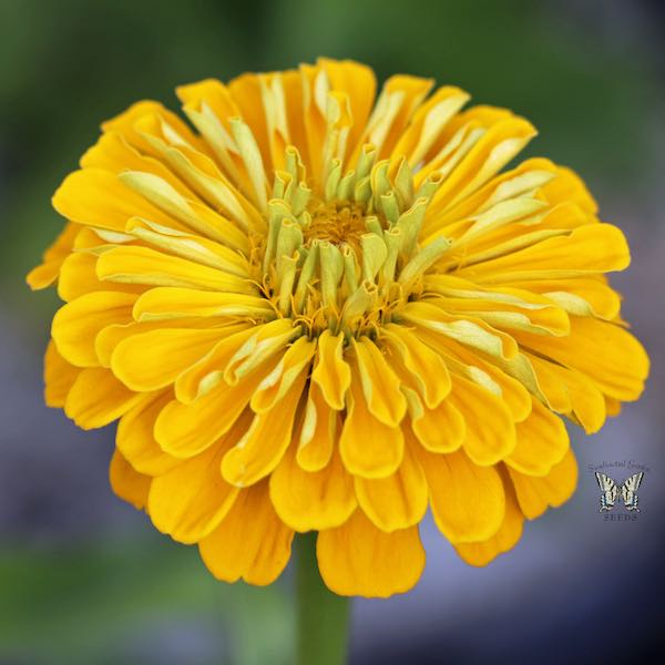 Benary's Giant Golden Yellow zinnia seeds