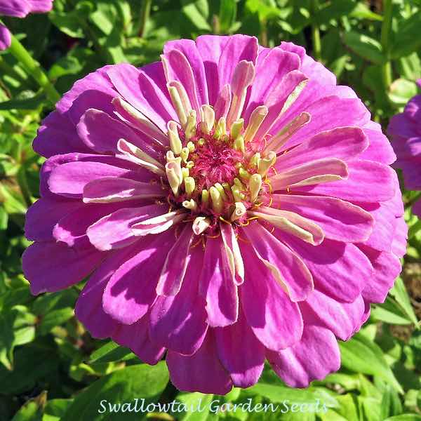 Benary's Giant Lilac zinnia seeds