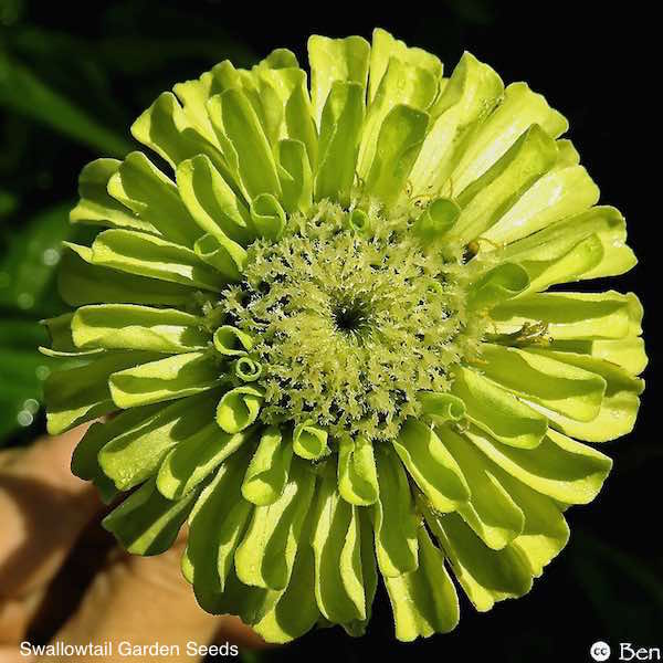 Benary's Giant Lime zinnia seeds