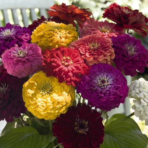 Preciosa Mix Zinnia Seeds - Annual Flower Seeds