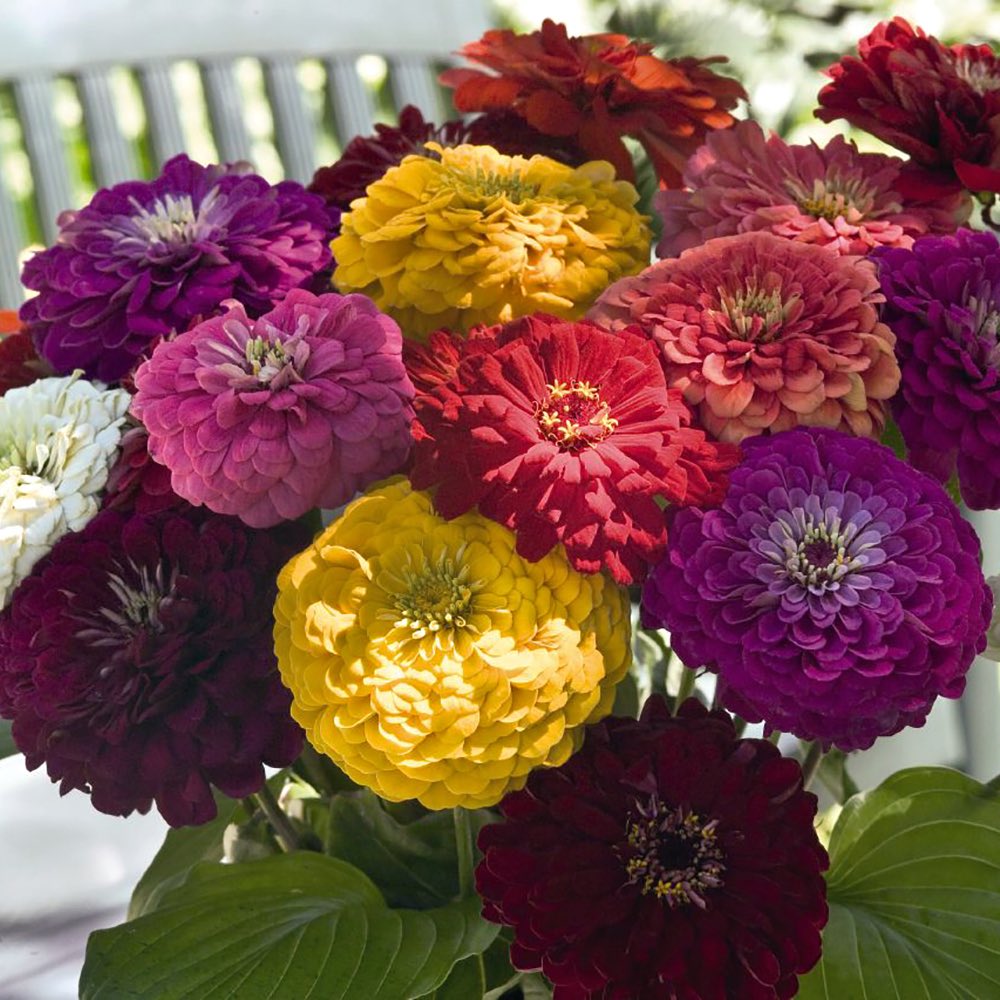 Benary's Giant Mix zinnias Benary's Giant Mix zinnia seeds