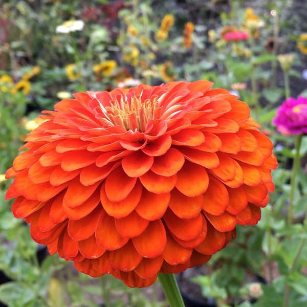 Benary's Giant Orange zinnia seeds