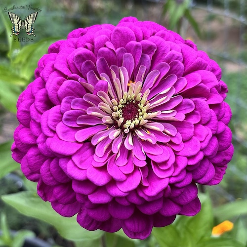 Benary's Giant Purple zinnia seeds