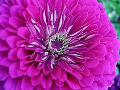 Benary's Giant Purple zinnia seeds