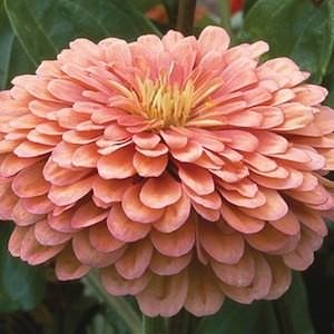 Benary's Giant Salmon Rose zinnia seeds