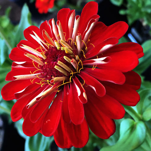 Benary's Giant Scarlet zinnia seeds