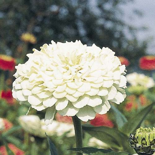 Benary's Giant White zinnia seeds