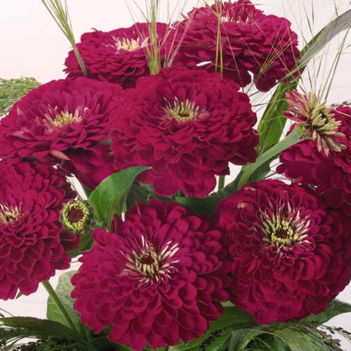 Benary's Giant Wine zinnia seeds