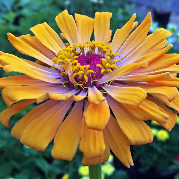 Burpeeana Giants Mix zinnia flowers