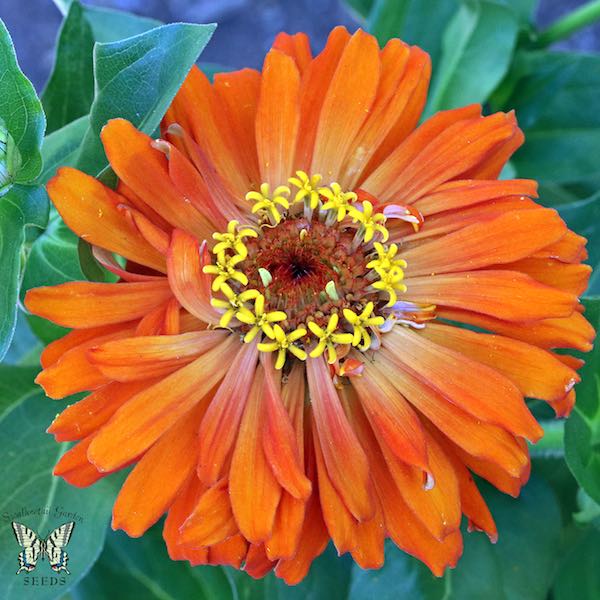 Burpeeana Giants Mix zinnia flower orange