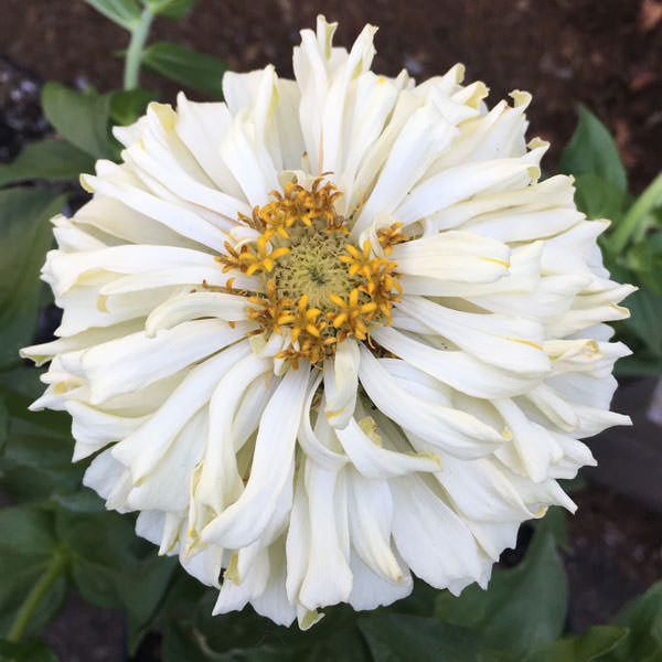 Burpeeana Giants Mix zinnia flower white