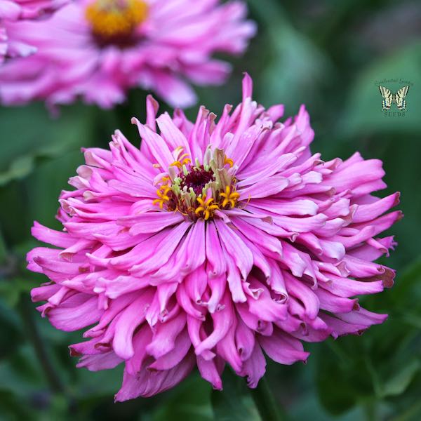 Burpeeana Giants Mix zinnia seeds