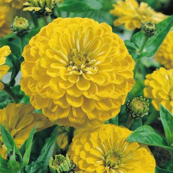 Canary Bird zinnia seeds