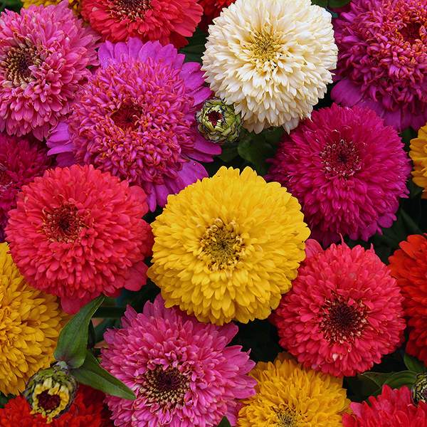 Candy Mix zinnia seeds