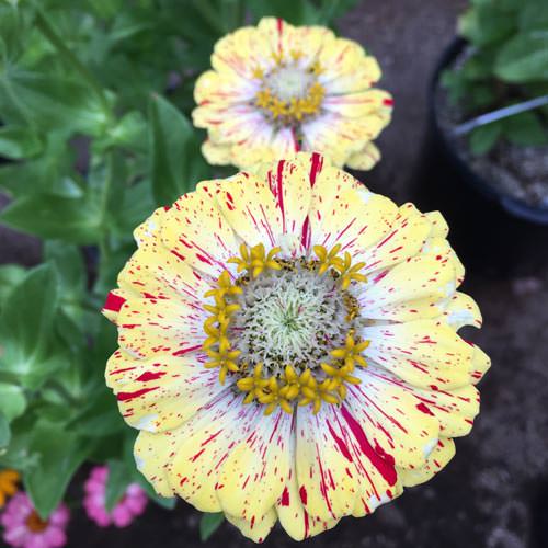 Zinnia Candystripe Mix