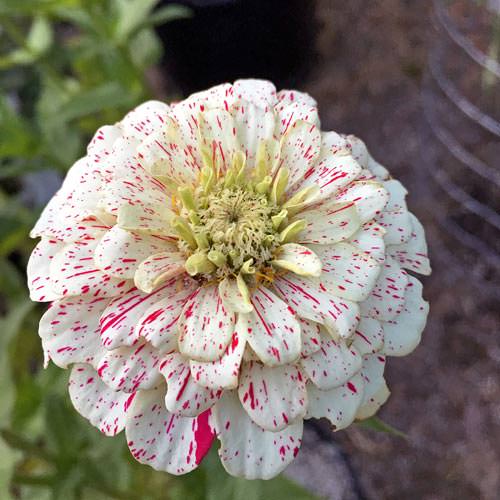 Zinnia Candystripe Mix